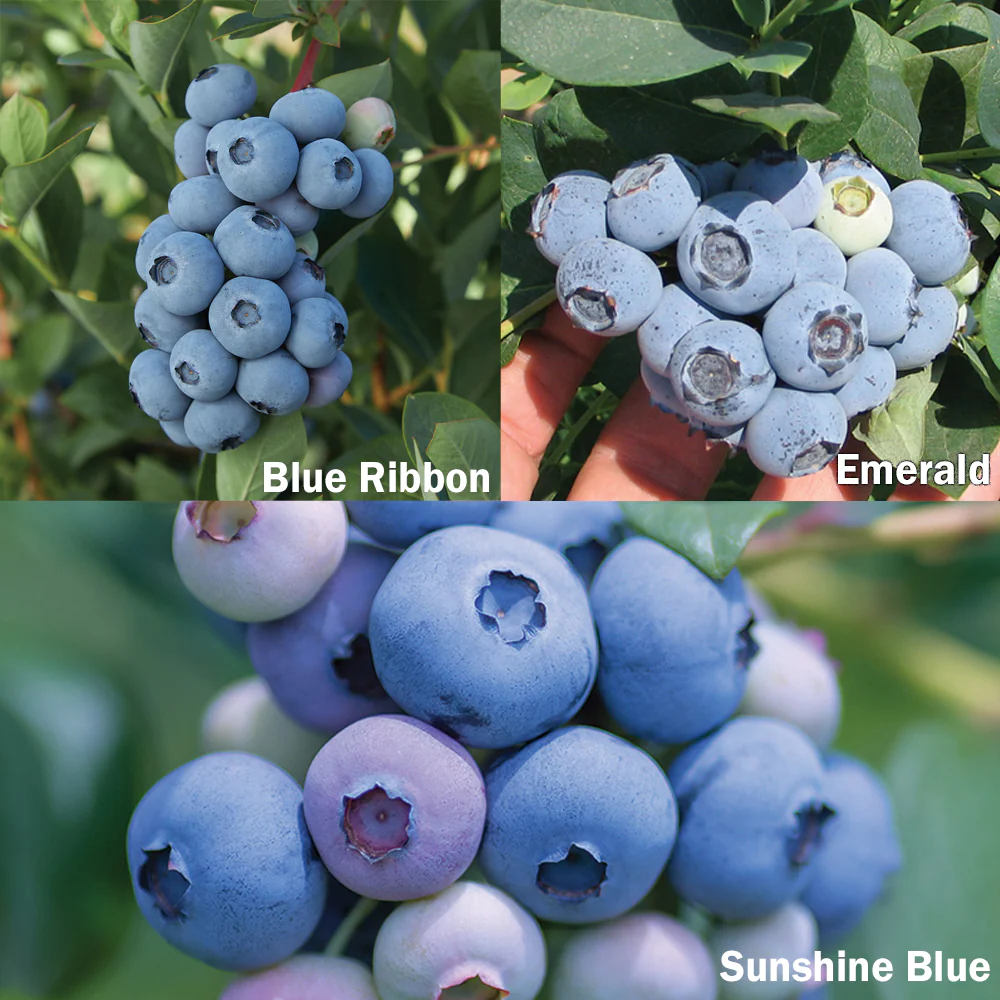 Blueberry Plant Bundle - Image 4