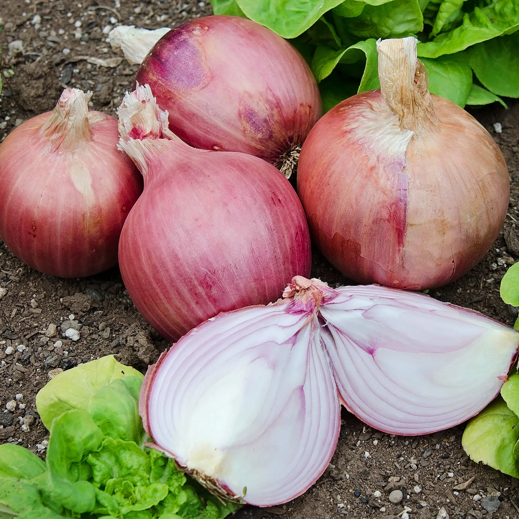 Blush Onion