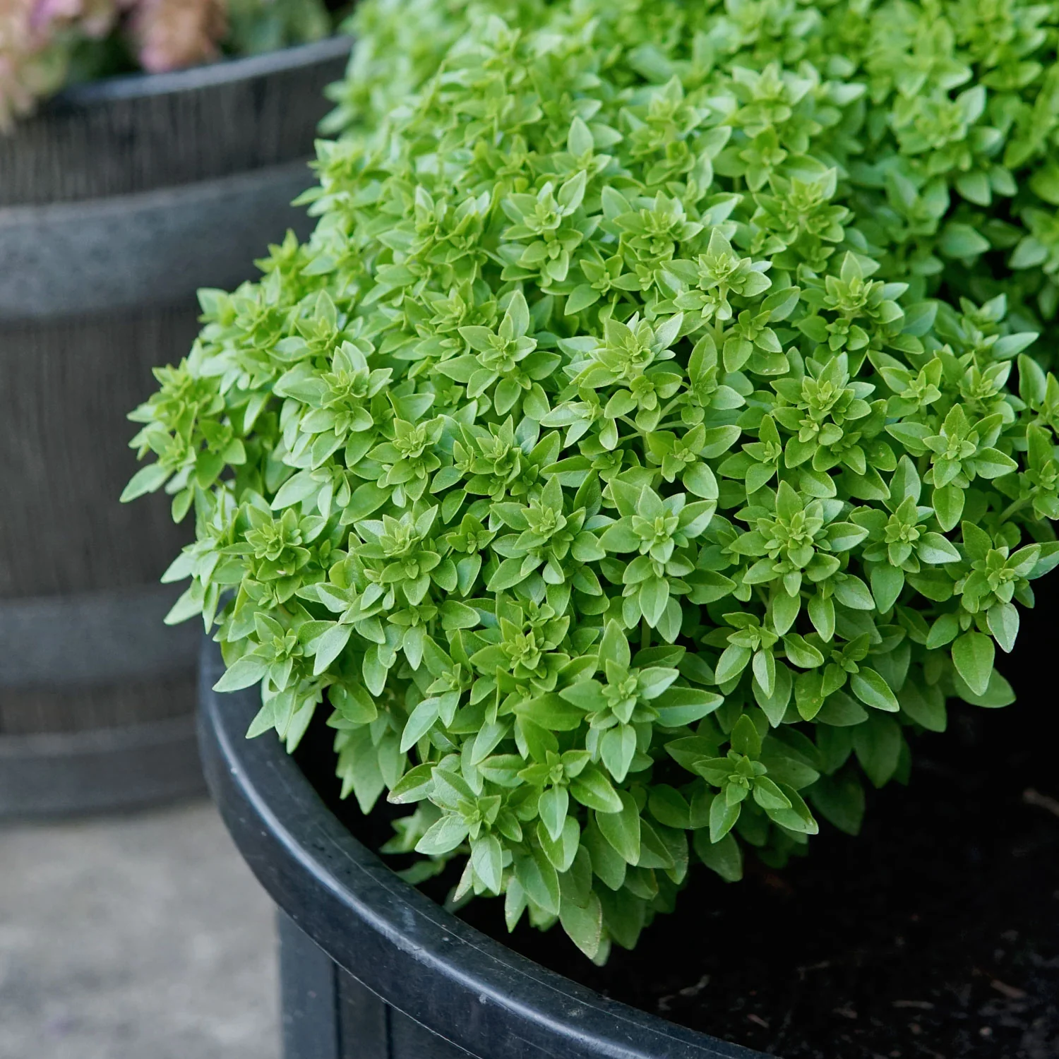Bonsai Basil - Image 3