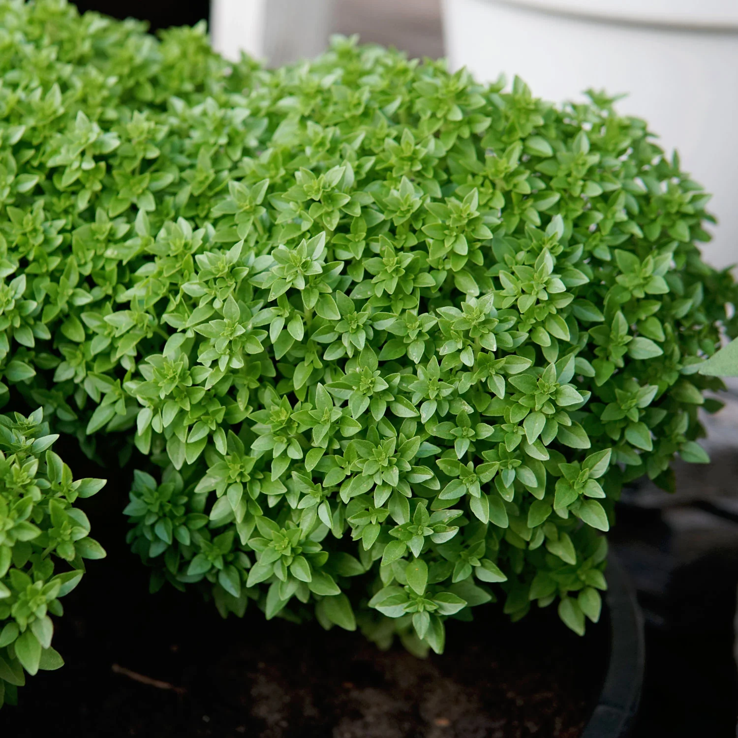 Bonsai Basil - Image 4