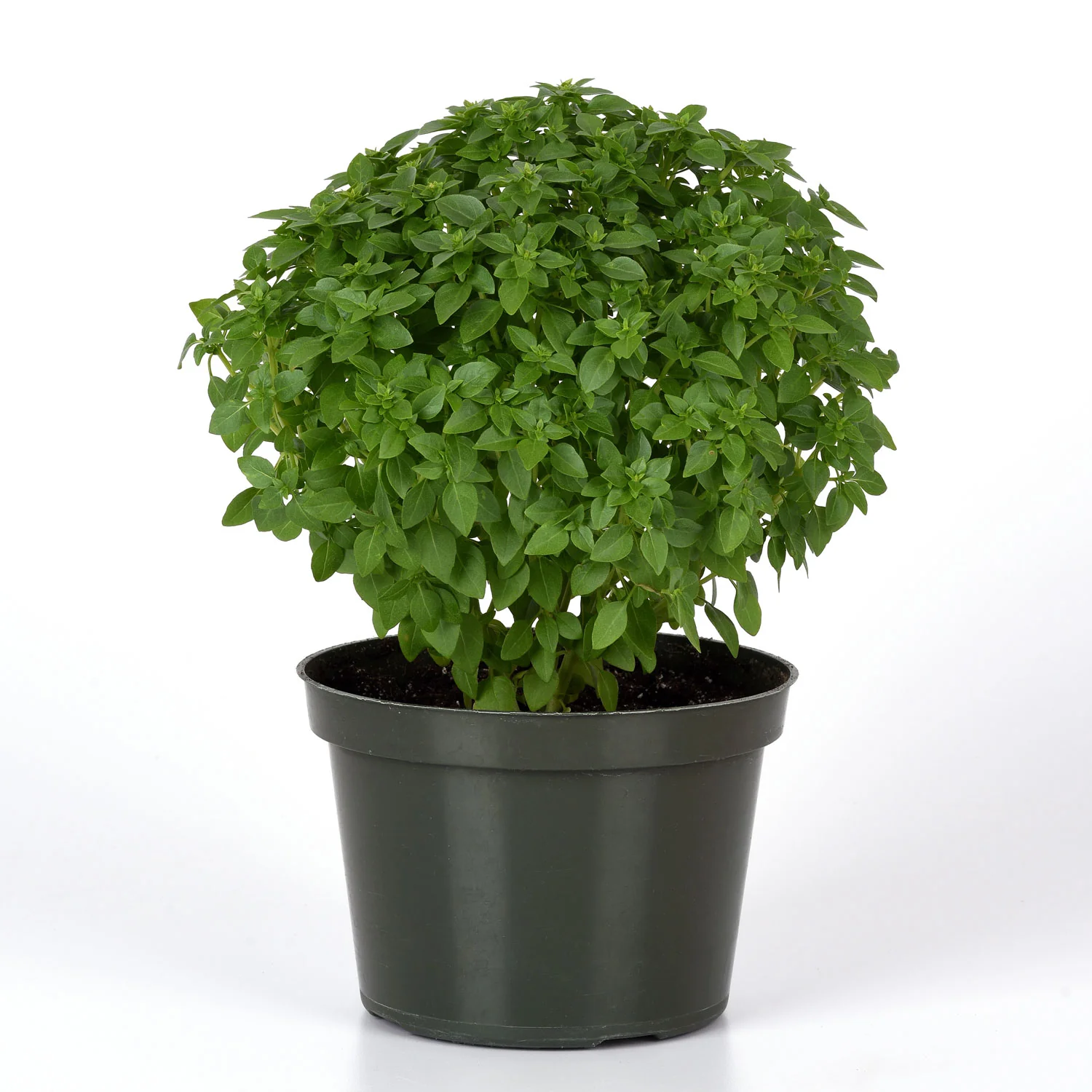 Bonsai Basil - Image 5