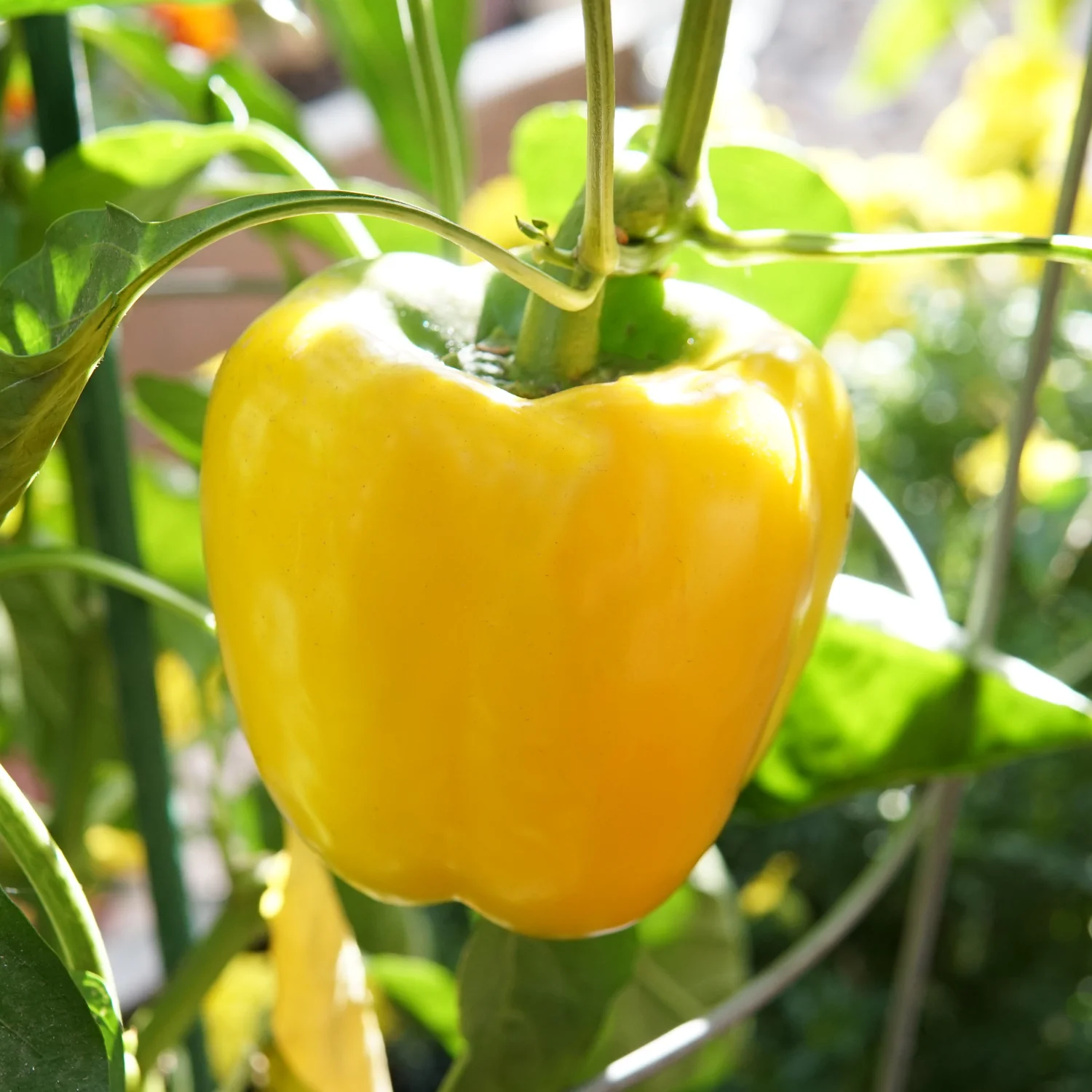 Brocanto Pepper - Image 2