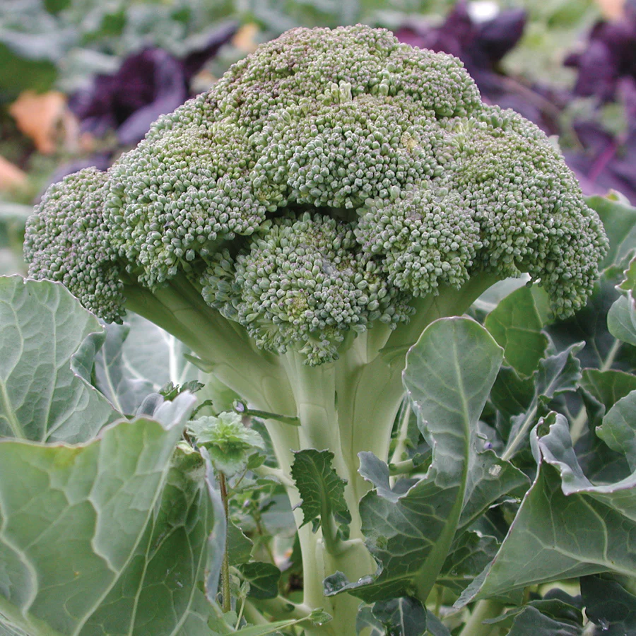 Belstar Broccoli - Image 2