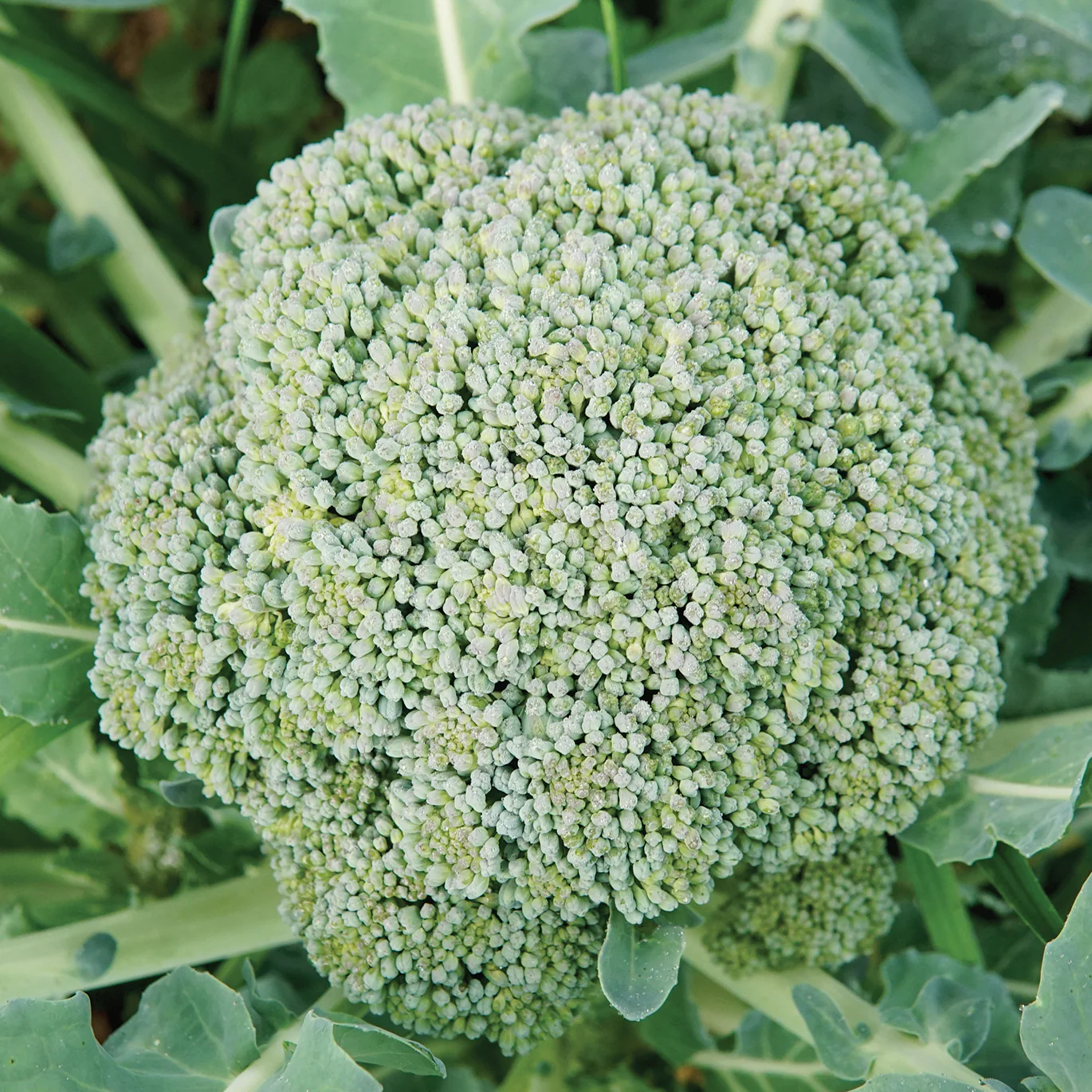 Gemini Broccoli - Image 2