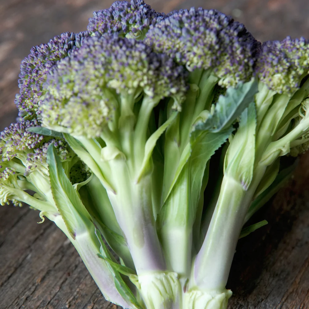 Jacaranda Broccoli - Image 2