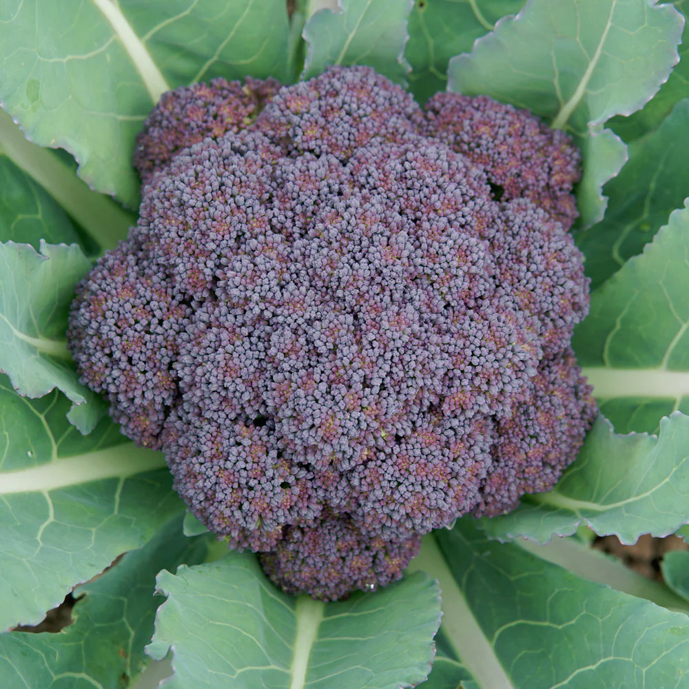 Jacaranda Broccoli - Image 3