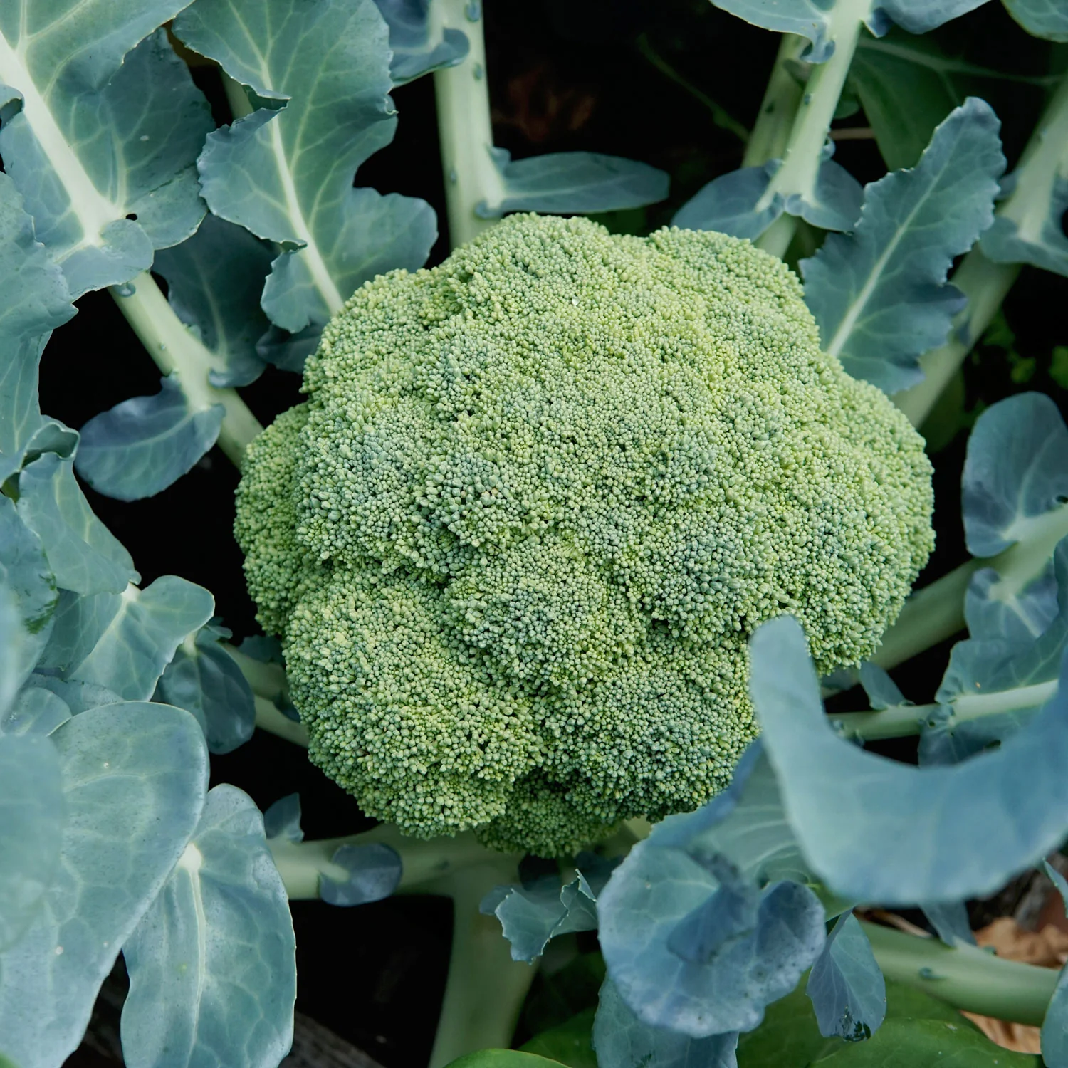 Millennium Broccoli - Image 3