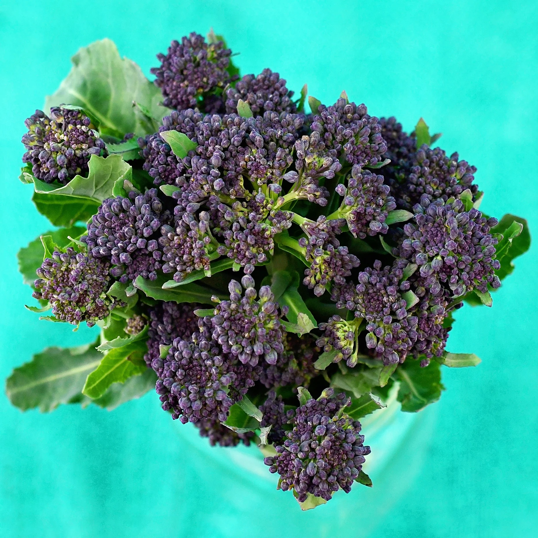 Purple Sprouting Broccoli - Image 2