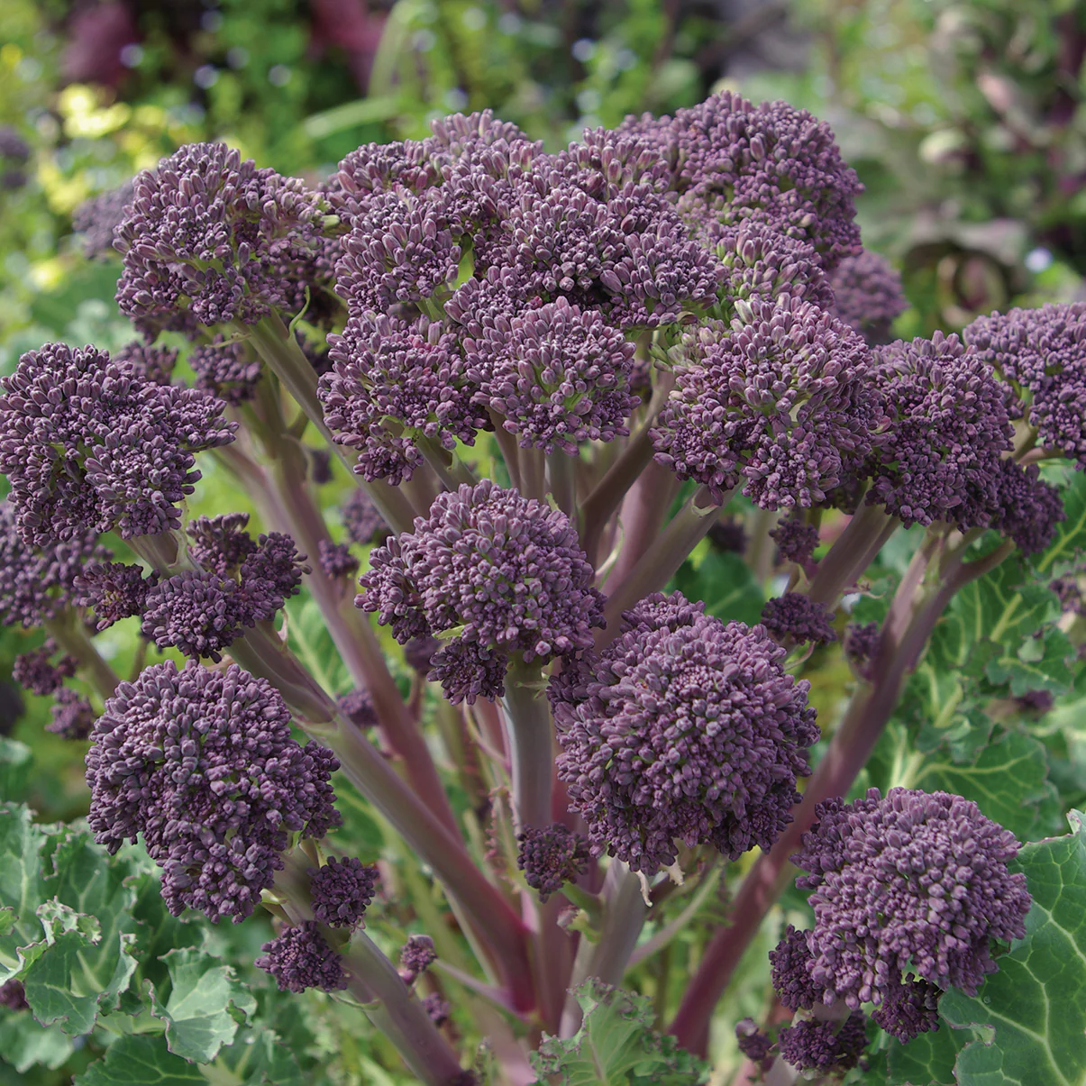 Purple Sprouting Broccoli - Image 3