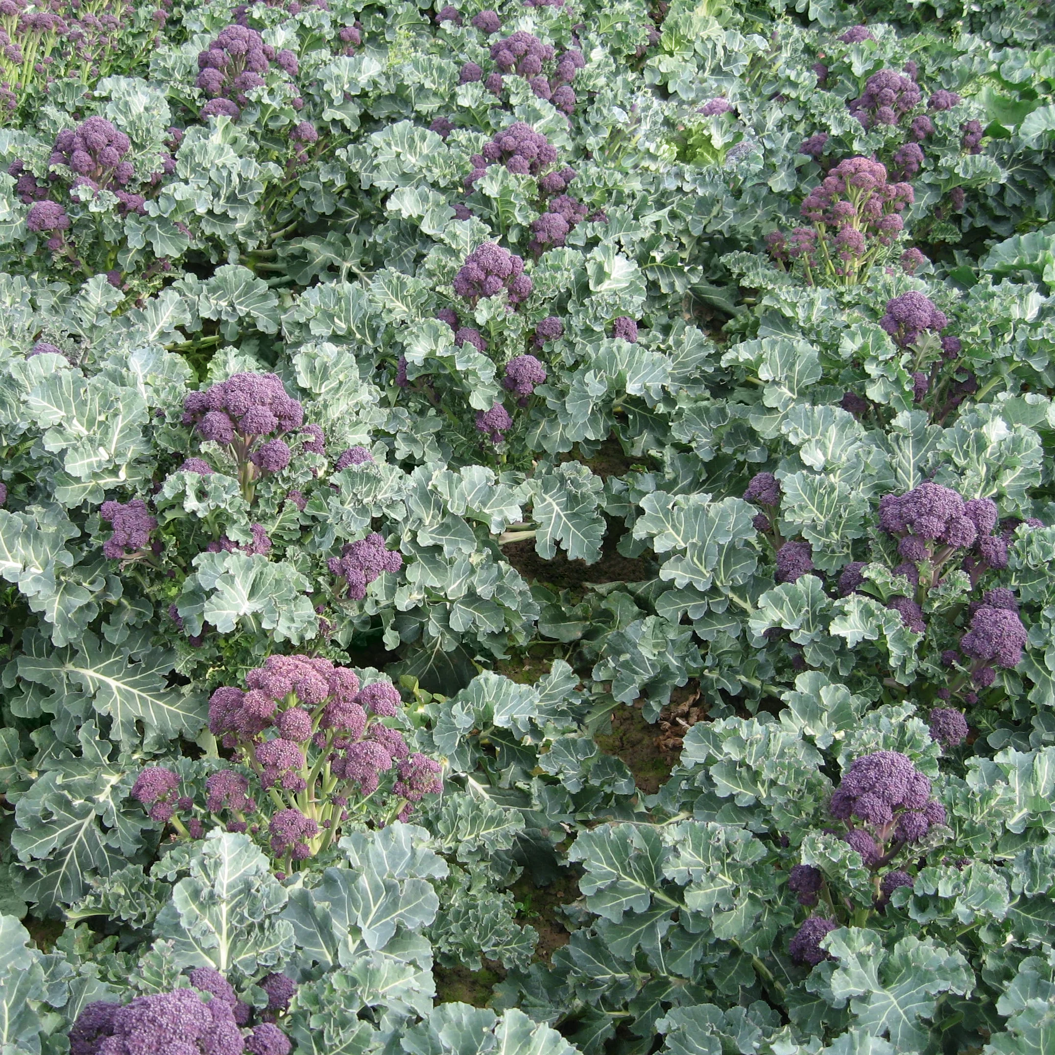 Santee Broccoli - Image 2