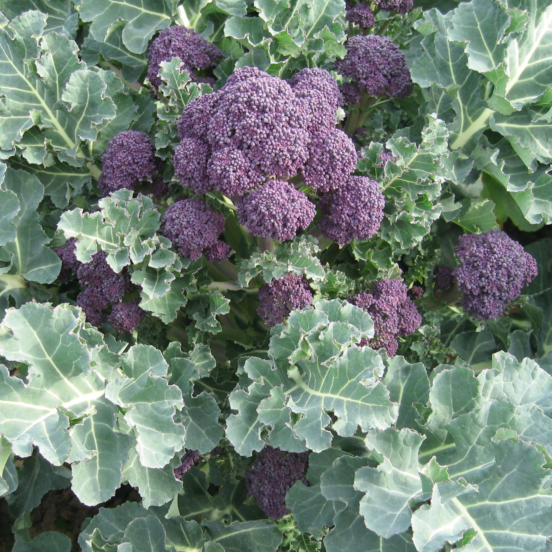 Santee Broccoli - Image 3