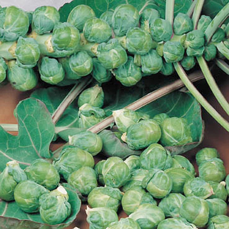 Roodnerf Brussels Sprout