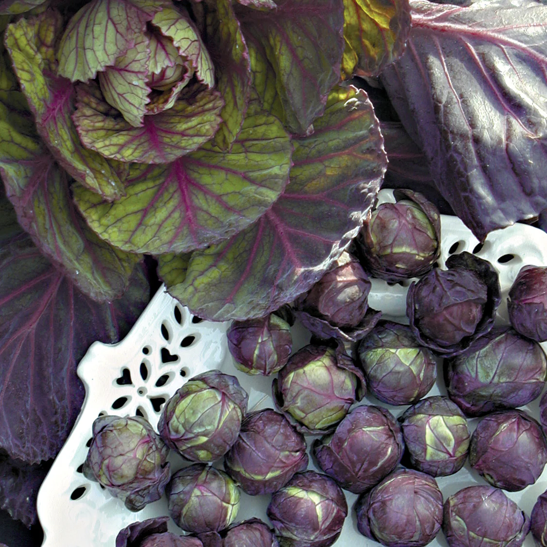 Rubine Brussels Sprout