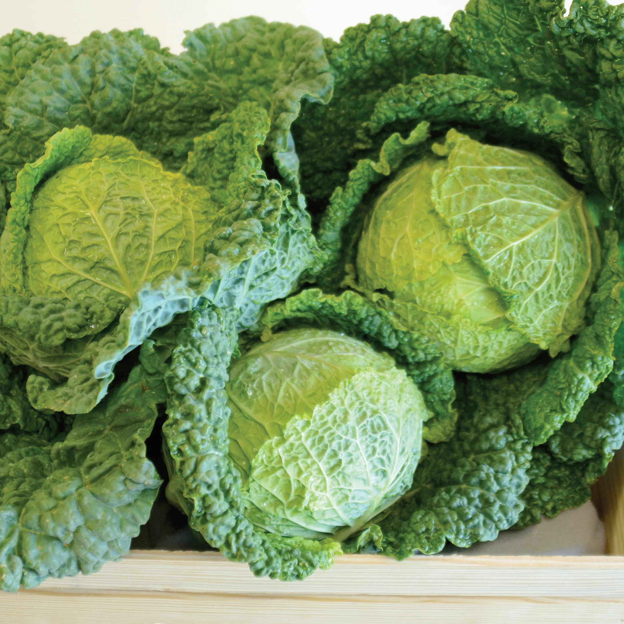 Alcosa Cabbage - Image 2
