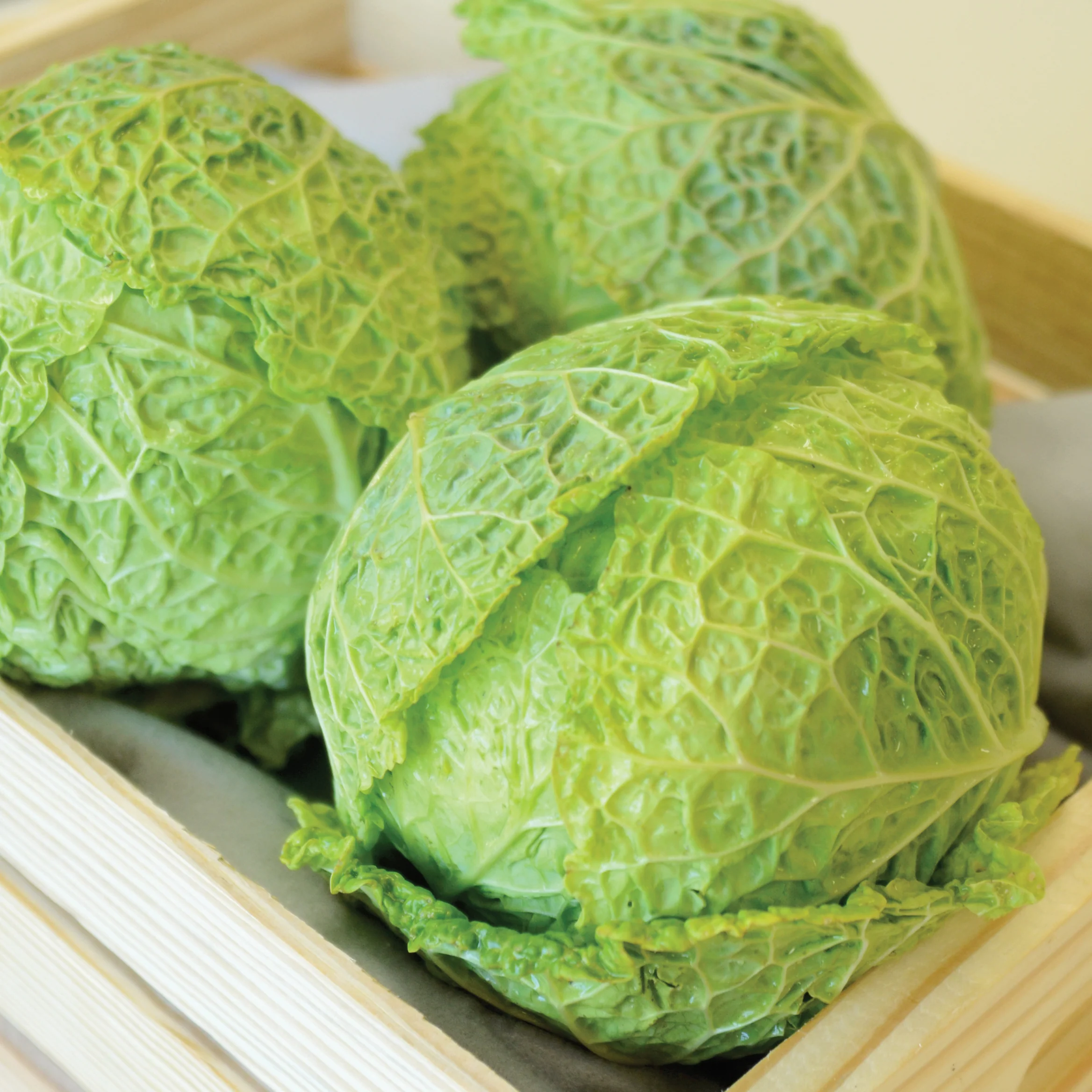 Alcosa Cabbage - Image 3