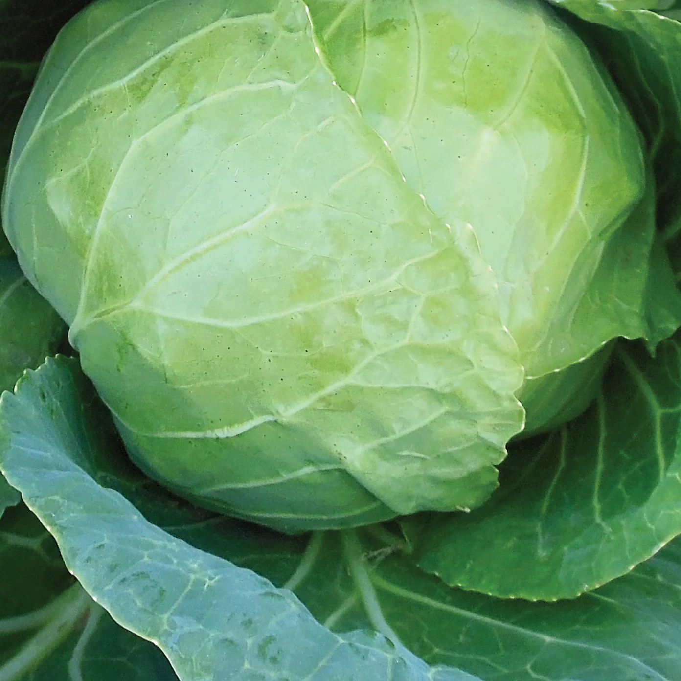 Katarina Cabbage - Image 2