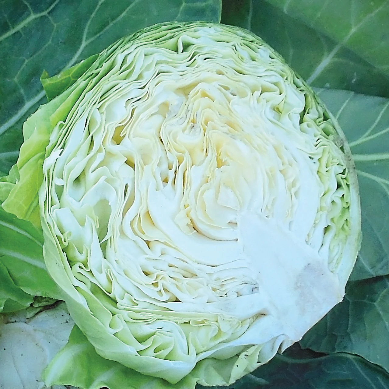 Katarina Cabbage - Image 3