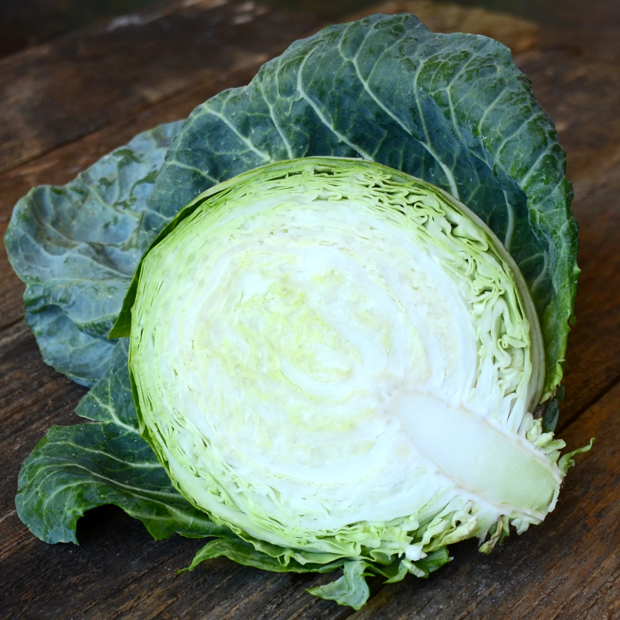 Tiara Cabbage - Image 2