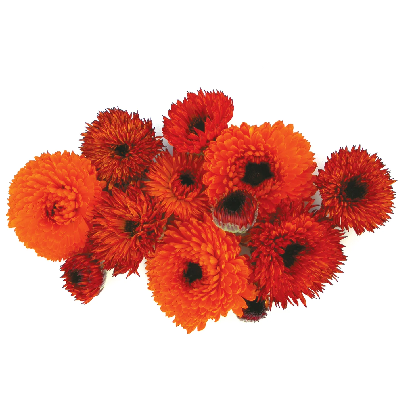 Neon Calendula - Image 2