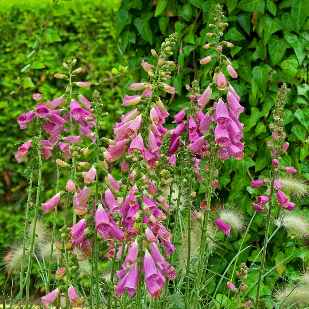 Camelot Rose Digitalis