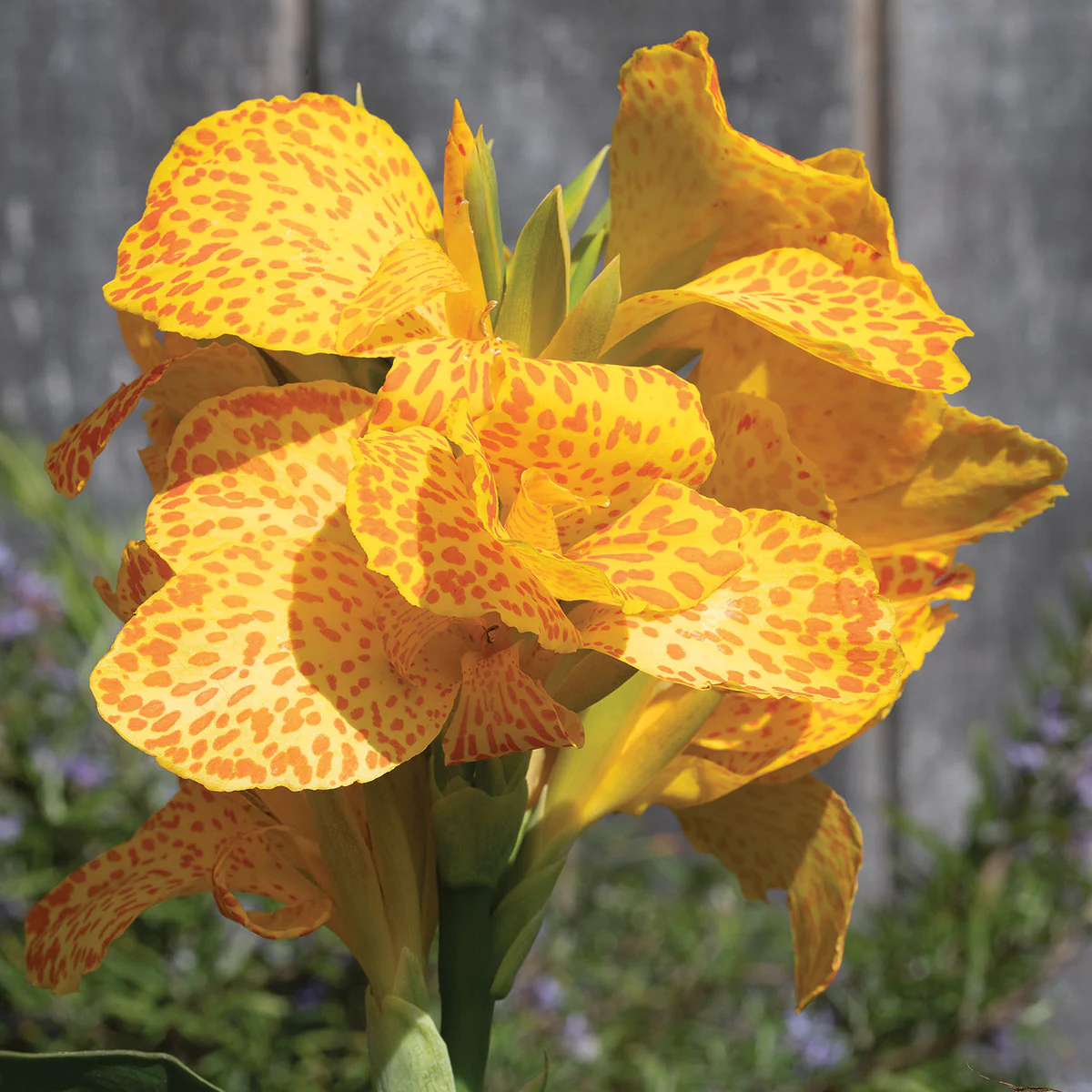 Cannova® Gold Leopard Canna