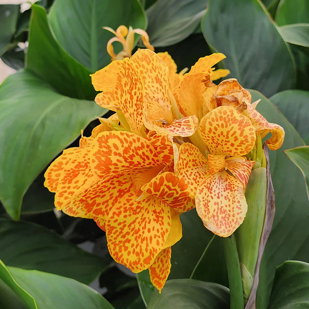 Cannova® Gold Leopard Canna - Image 2