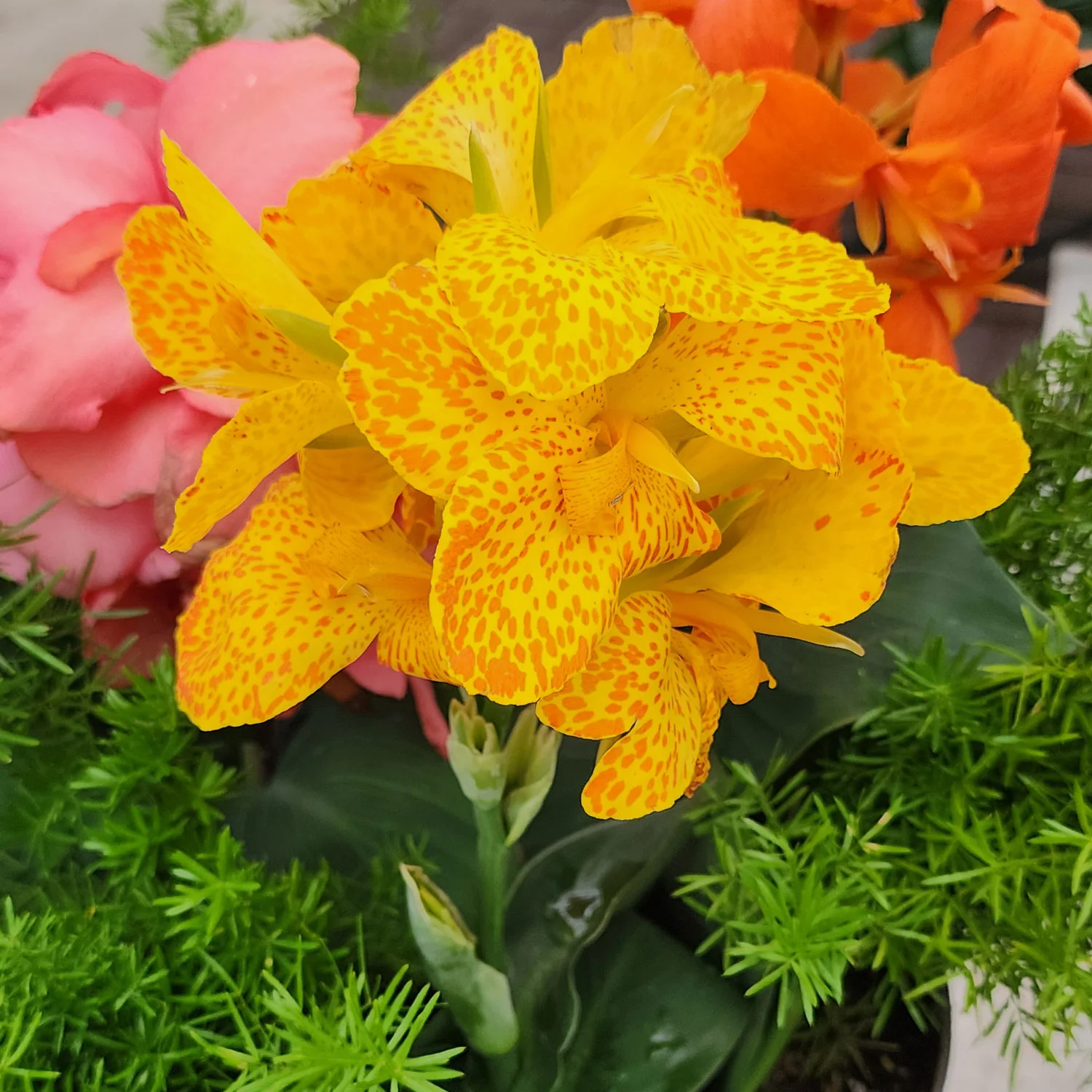 Cannova® Gold Leopard Canna - Image 3