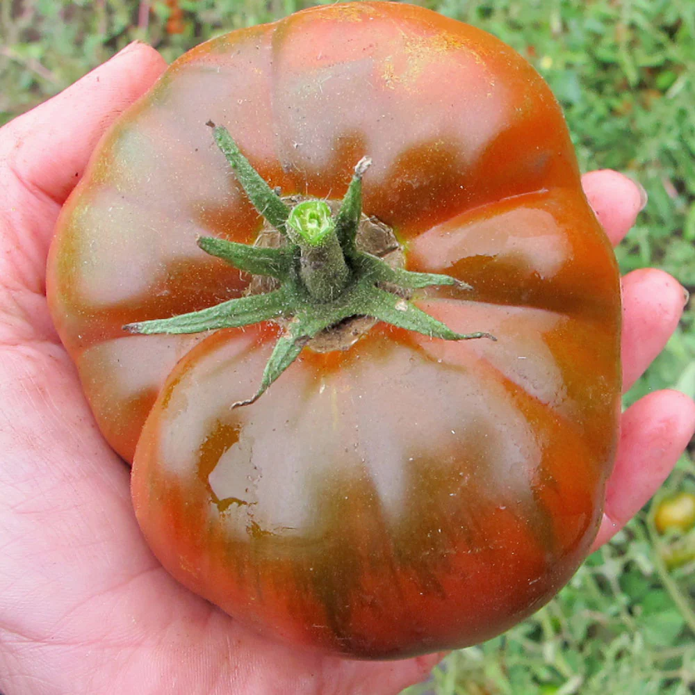 Cappuccino Tomato - Image 4