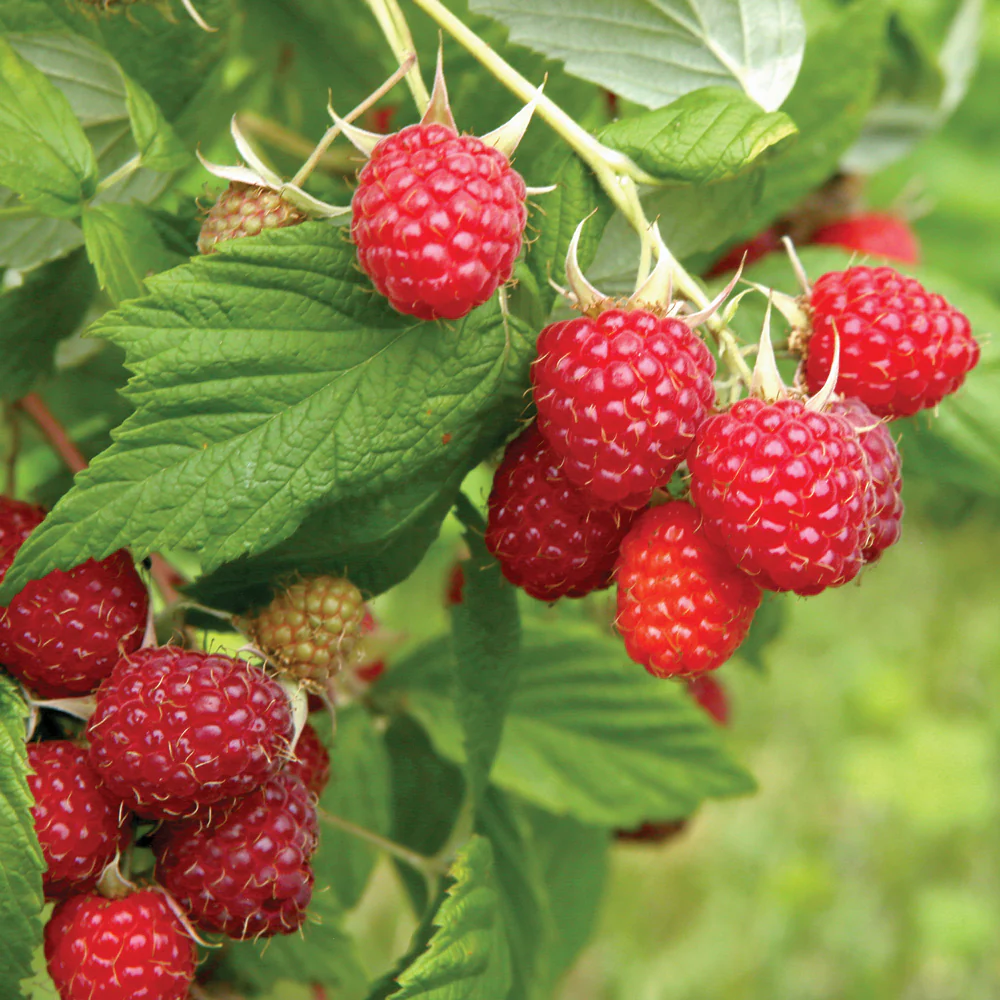 Caroline Raspberry Plant