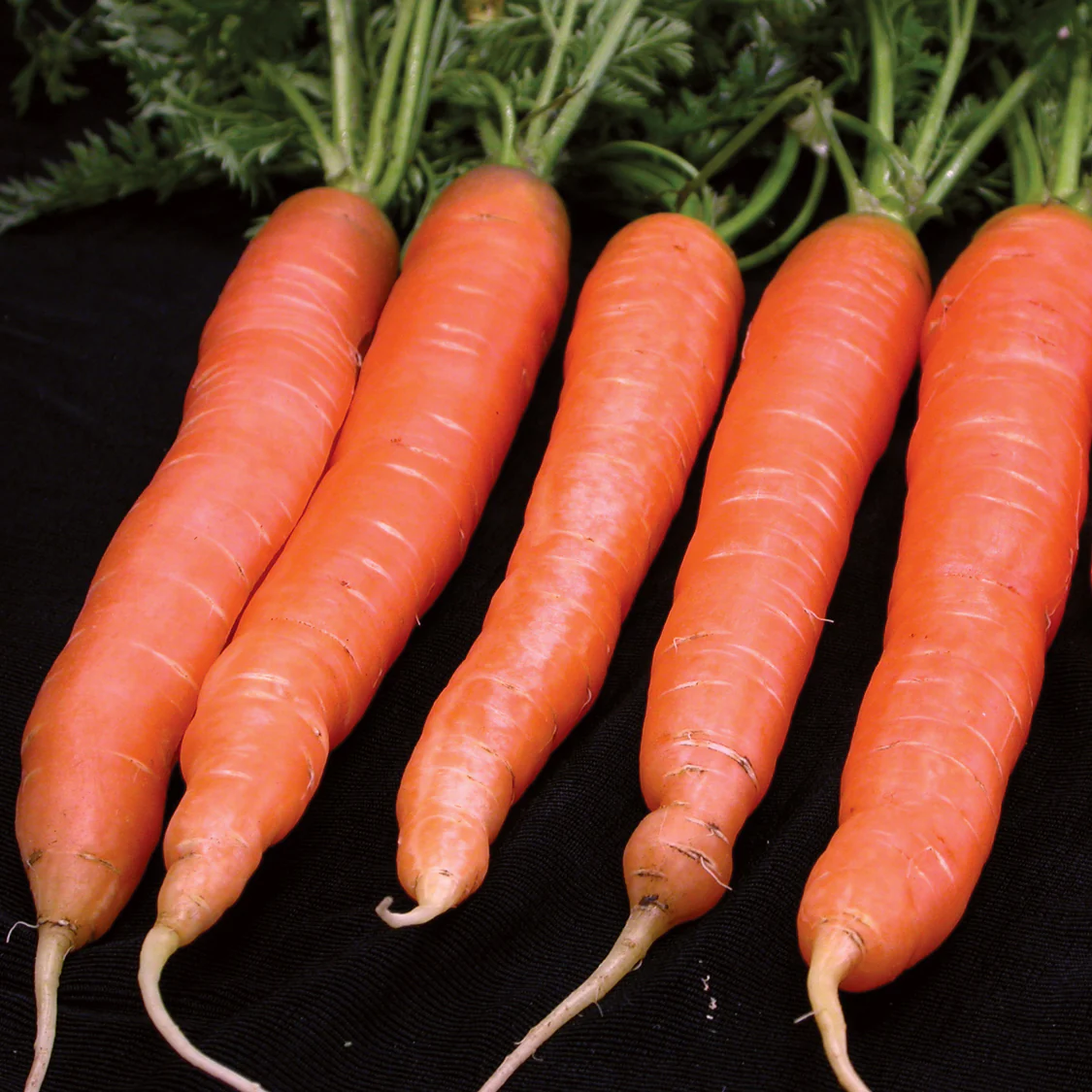Merida Carrot - Image 3