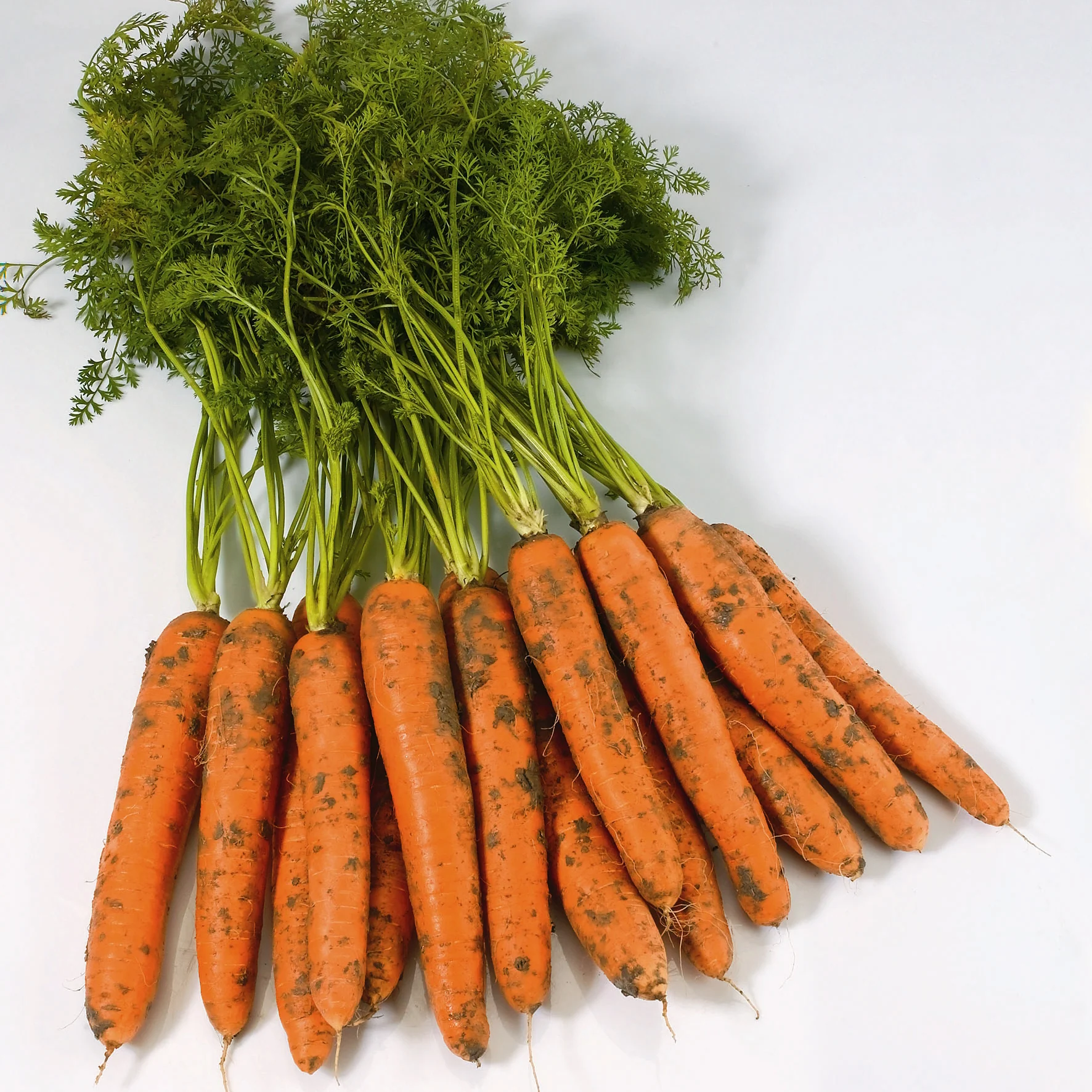 Negovia Carrot - Image 2