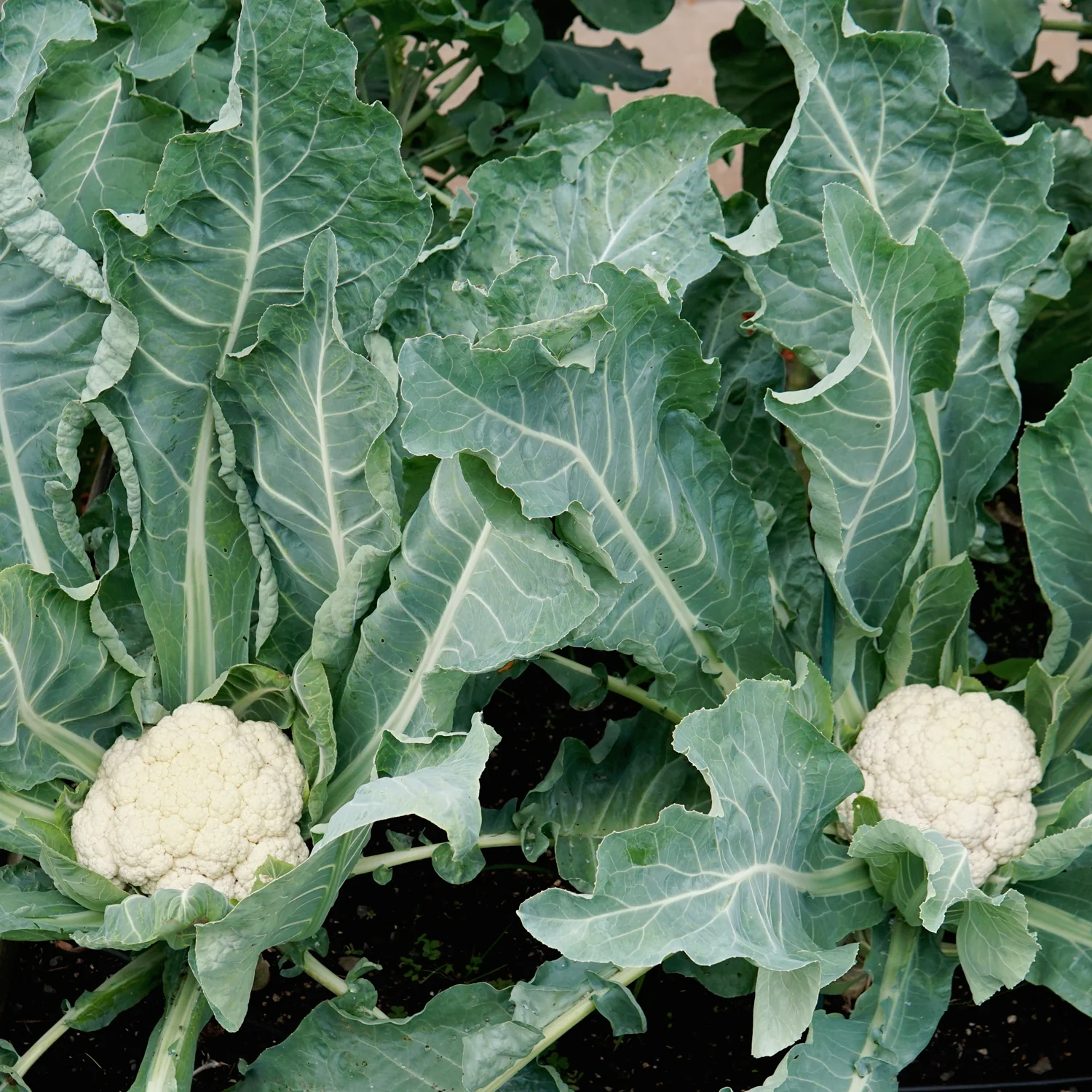 Snow Crown Cauliflower - Image 3