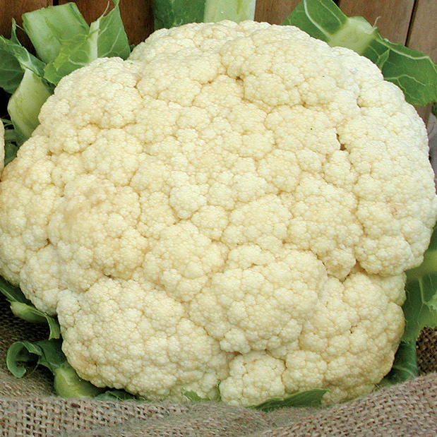 Snow Crown Cauliflower - Image 5