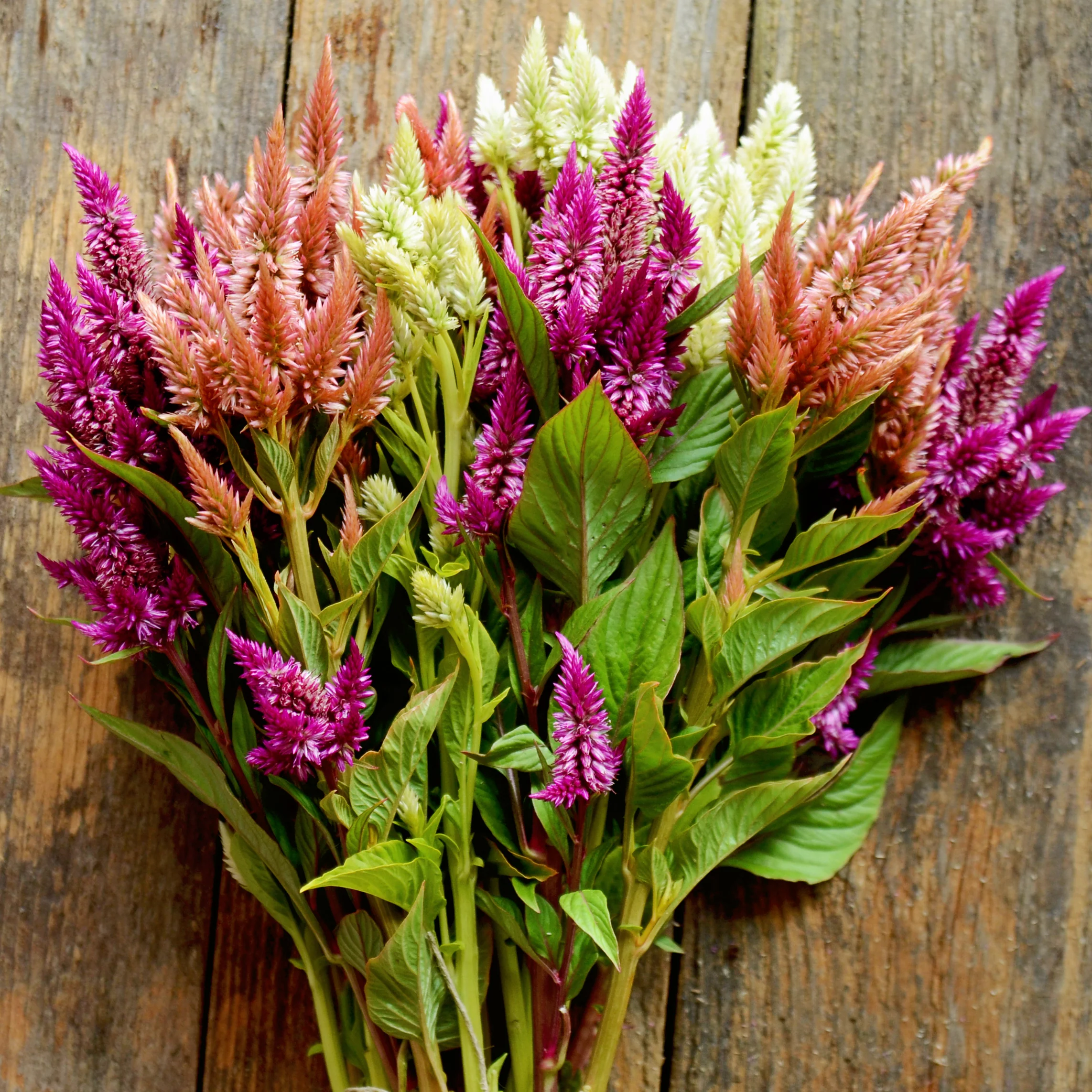 Celway White Celosia - Image 2