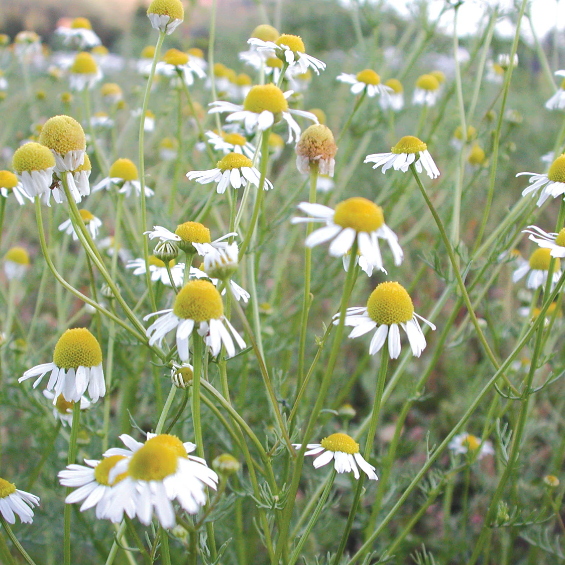 German Chamomile