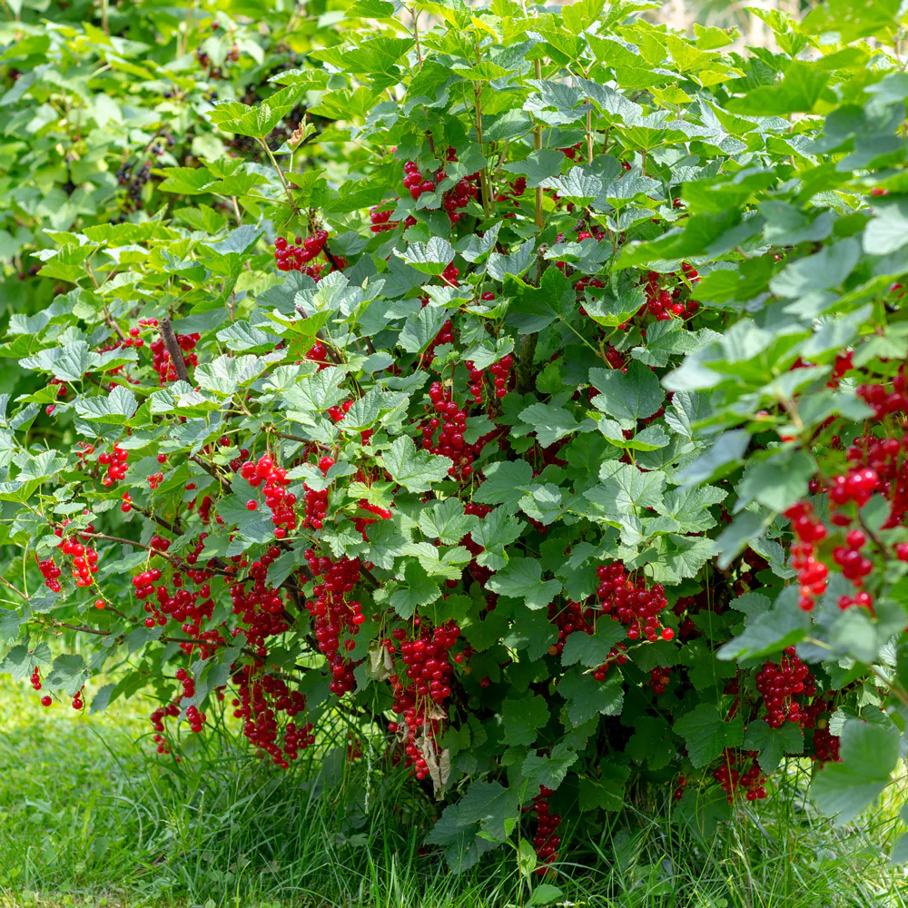 Cherry Red Currant Plant - Image 2