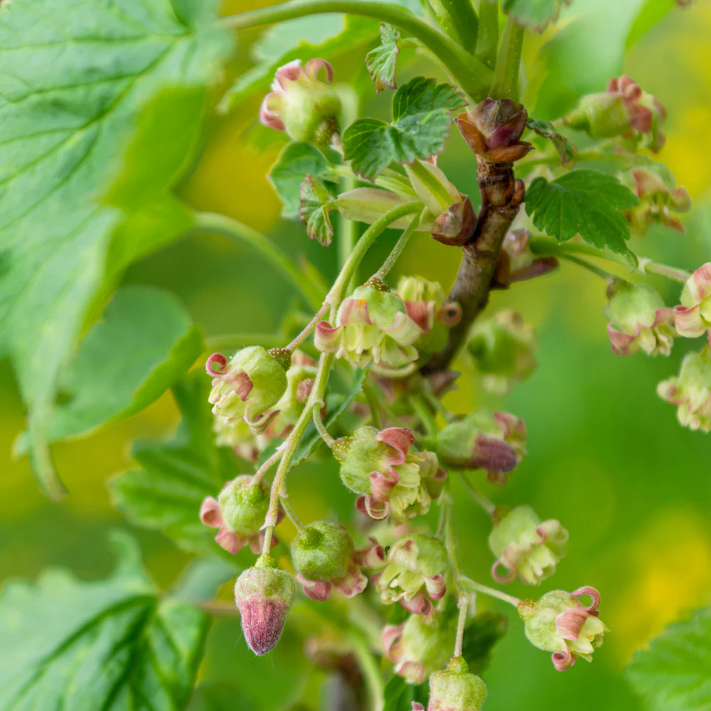 Cherry Red Currant Plant - Image 3