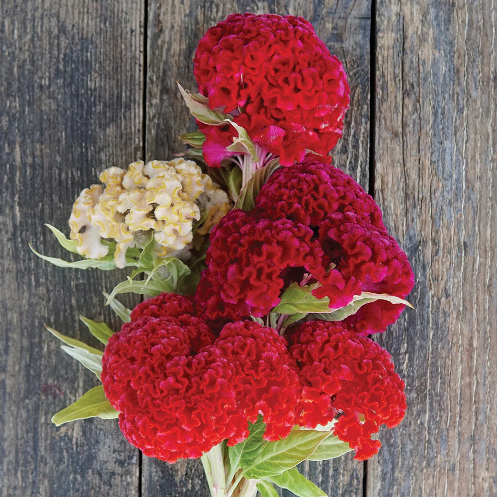 Chief Carmine Celosia - Image 2