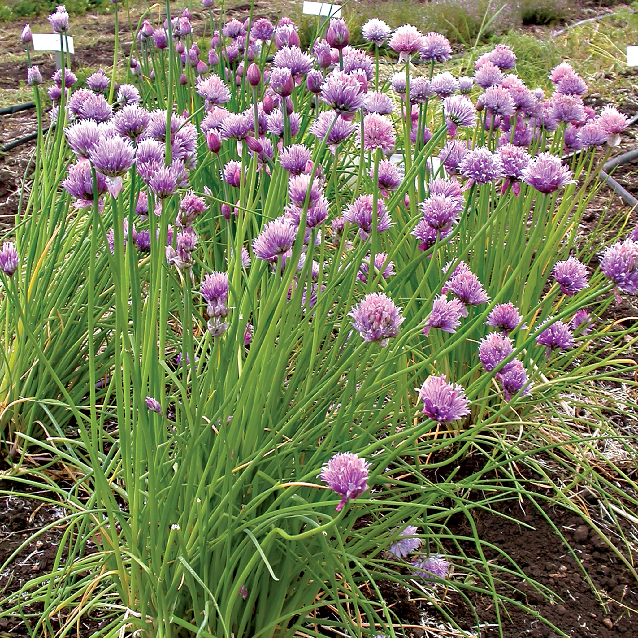 Chives - Image 2