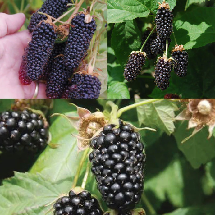 Columbia Blackberry Plant Collection