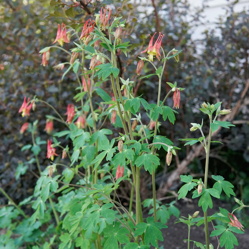 Eastern Columbine - Image 3