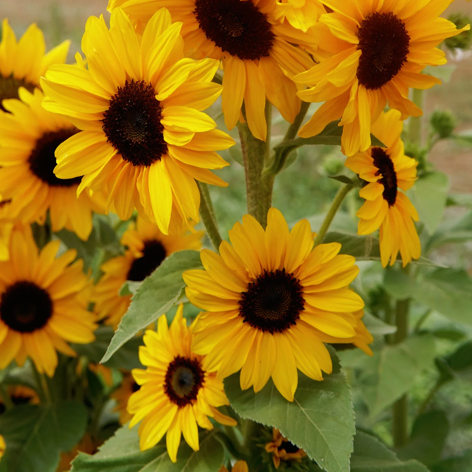 Concert Bell Sunflower - Image 2
