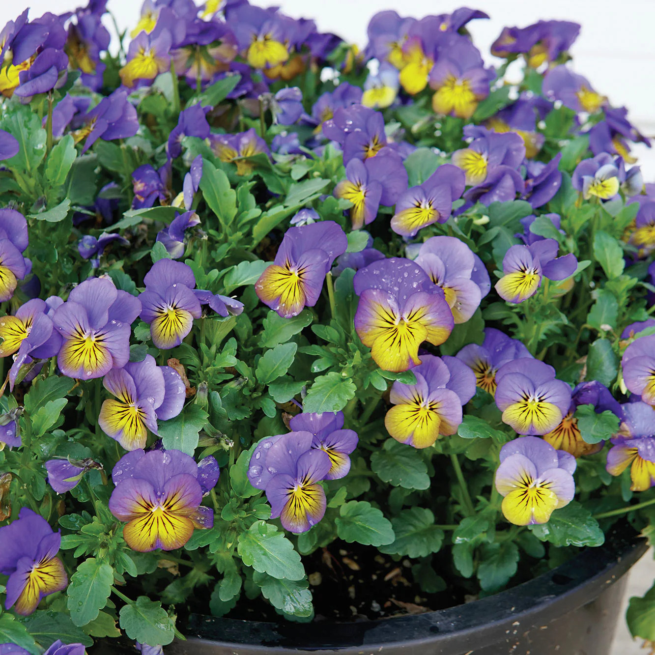 Cool Wave® Morpho Viola