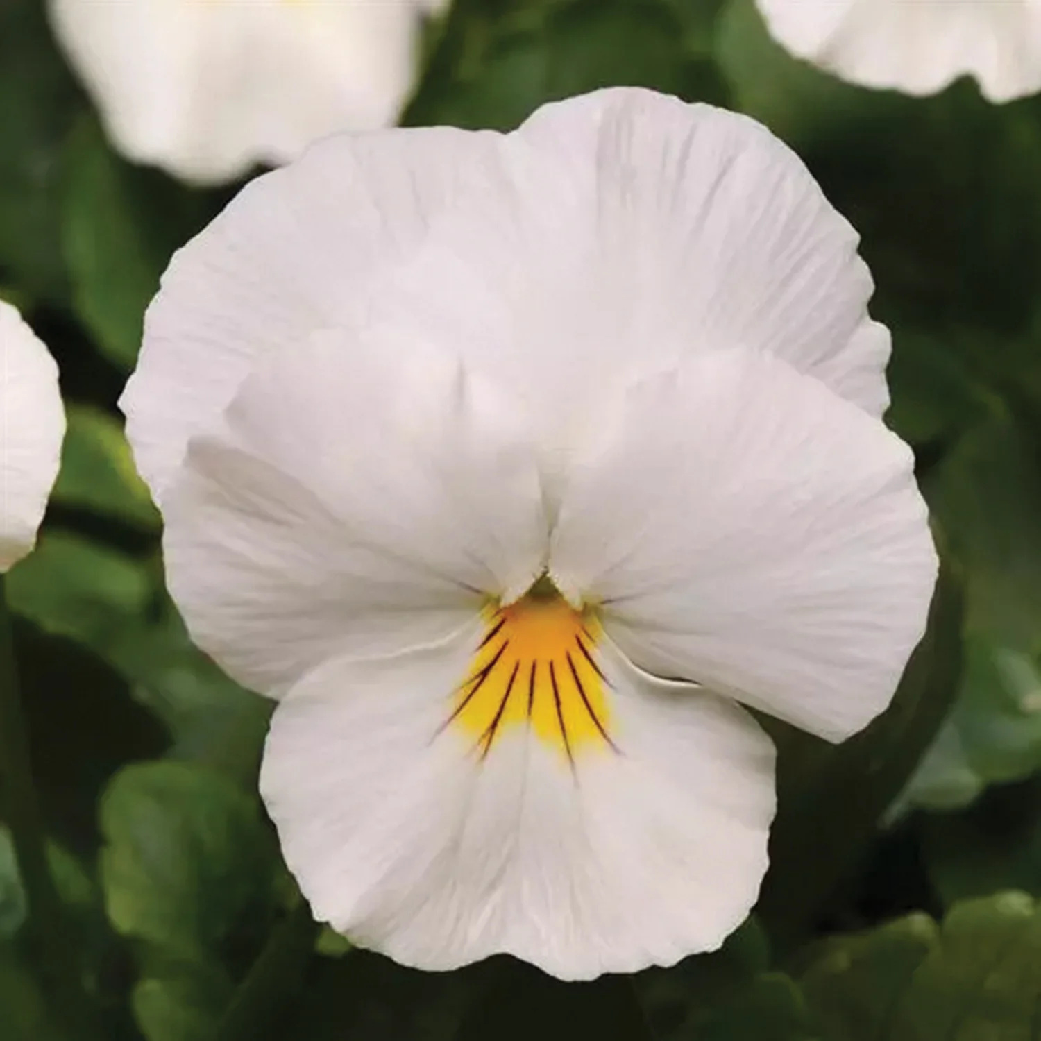 Cool Wave® White Pansy