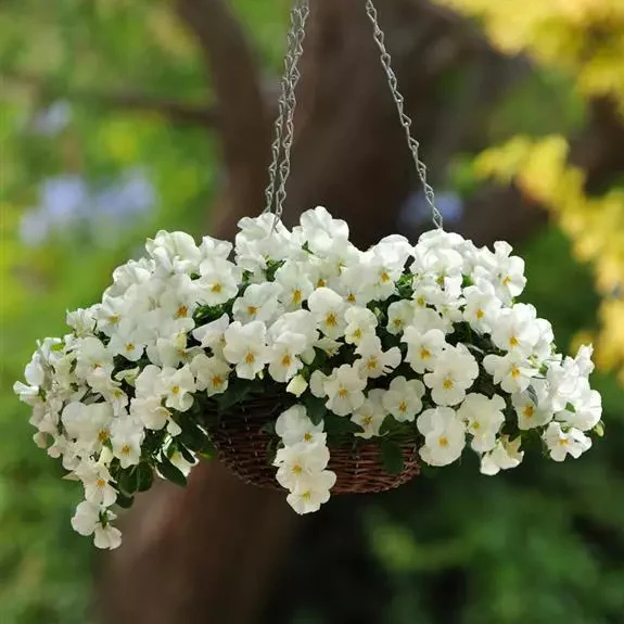 Cool Wave® White Pansy - Image 2