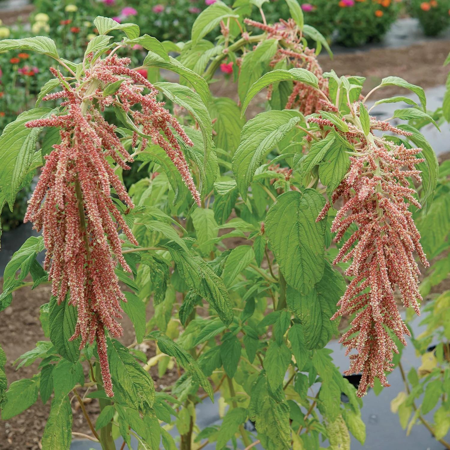 Coral Fountains Amaranth