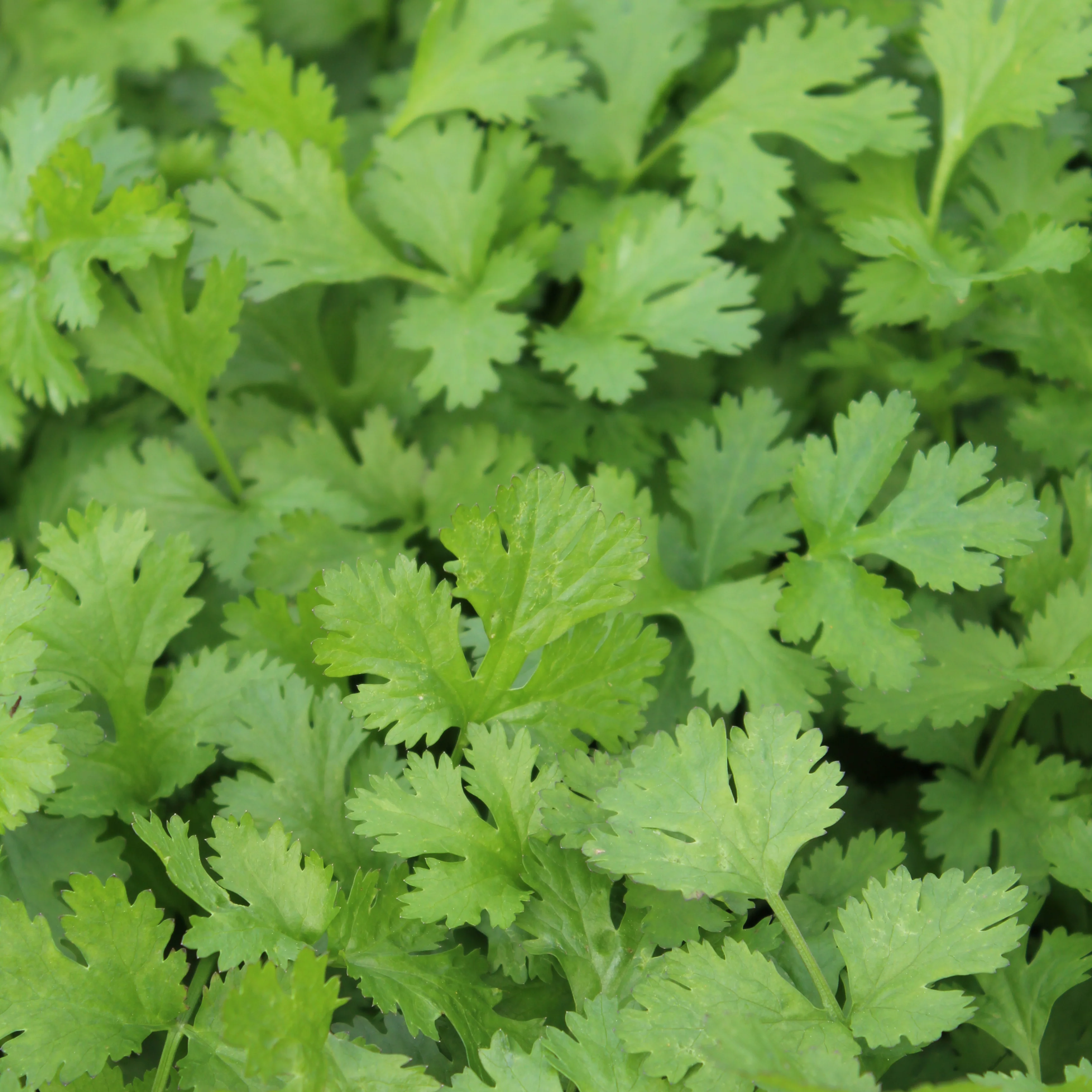 Calypso Coriander/Cilantro - Image 2