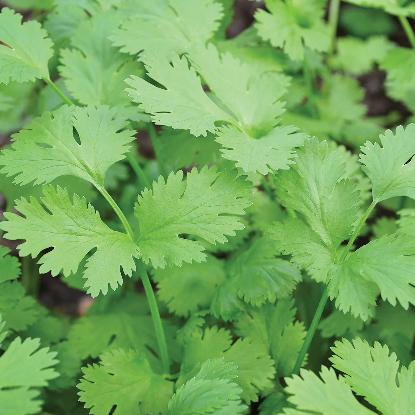 Cruiser Coriander/Cilantro