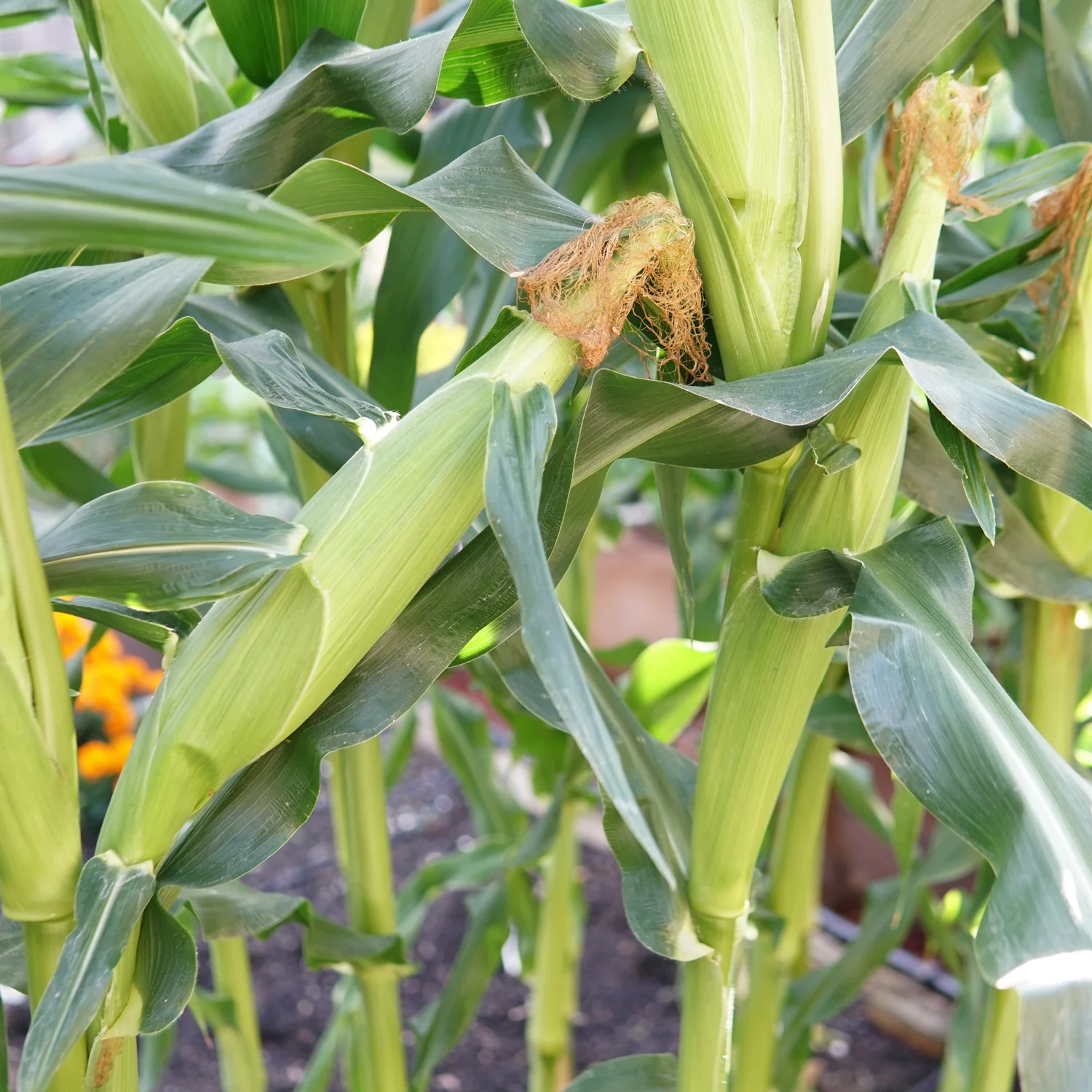 Big N' Tender Corn - Image 3