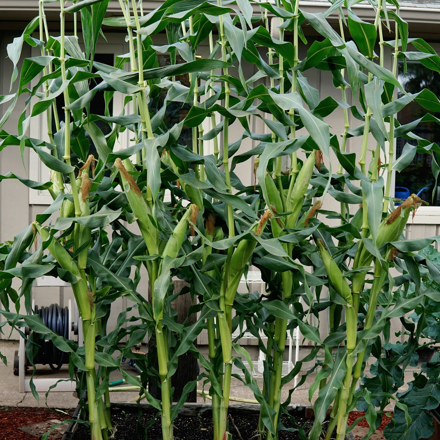 Big N' Tender Corn - Image 4